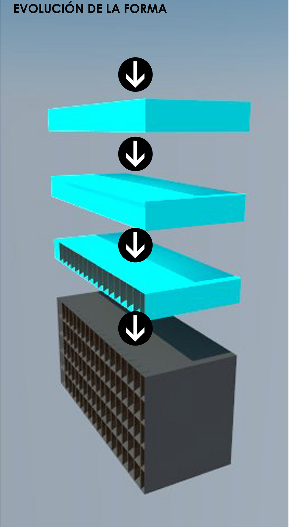 EVOLUCION DE LA FORMA