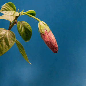 flower.gif