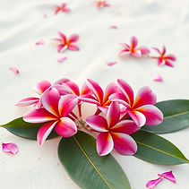 magenta and pink plumeria flowers scattered across a white sand background.jpg