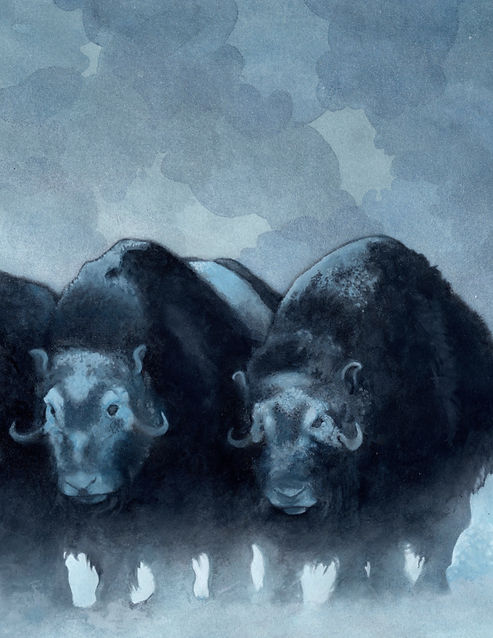 MuskOx_final_darker_edited_edited.jpg