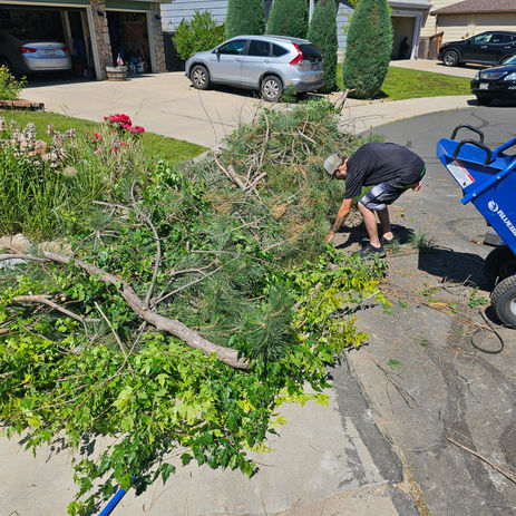 Tree Limb Shredding