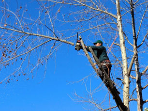tree trimming, tree pruning, tree removal, stump grinding, brinko, tree service