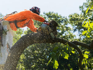 tree trimming, tree pruning, tree removal, stump grinding, brinko, tree service