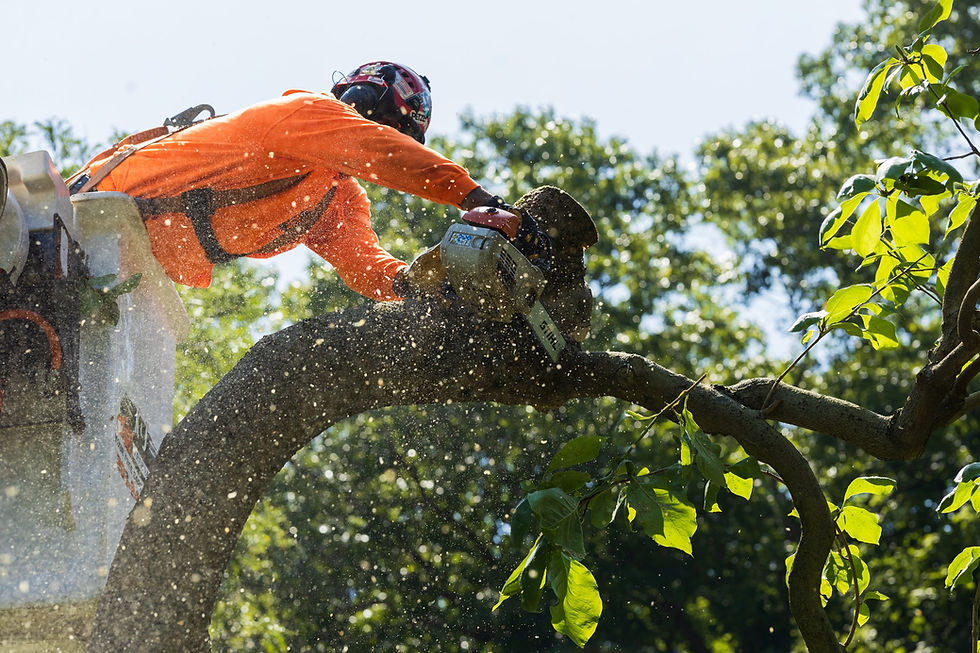 tree trimming, tree pruning, tree removal, stump grinding, brinko, tree service