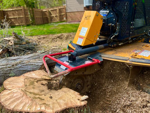 tree trimming, tree pruning, tree removal, stump grinding, brinko, tree service