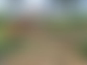 tree trimming, tree pruning, tree removal, stump grinding, brinko, tree service