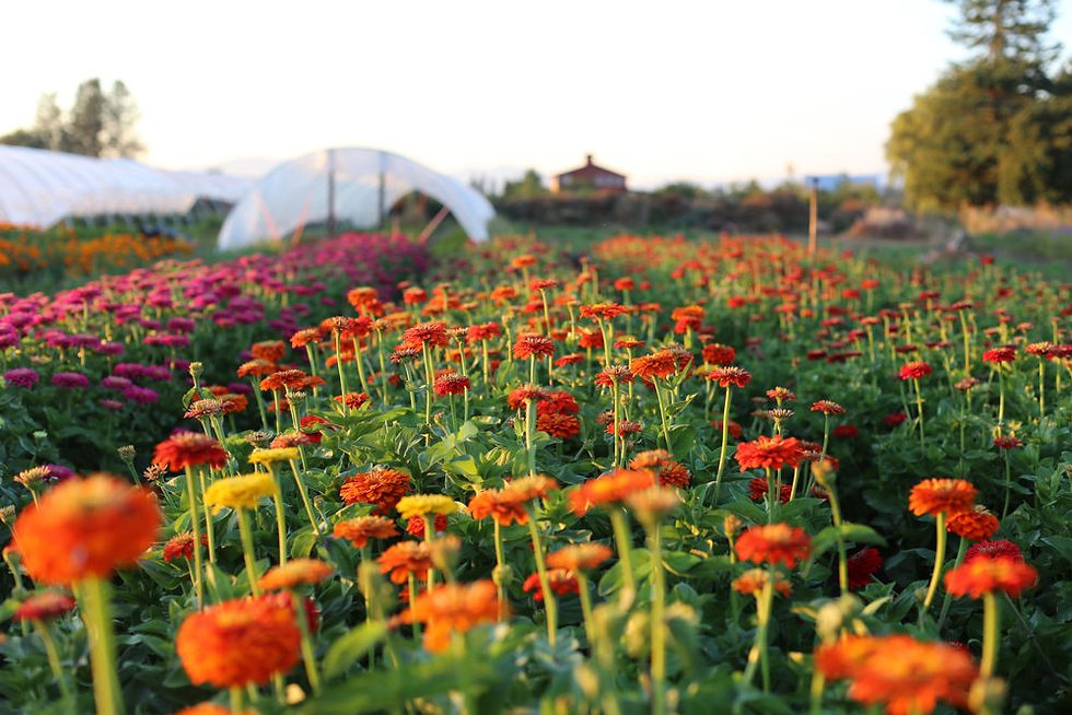 Floret_Succession-Planting-7.jpg