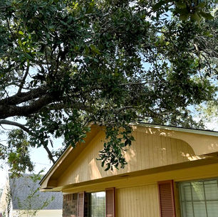 The Impact of Tree Overhangs on Roof Health