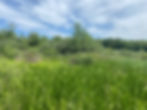 IMG_5068.JPEG