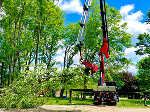 tree trimming, tree pruning, tree removal, stump grinding, brinko, tree service