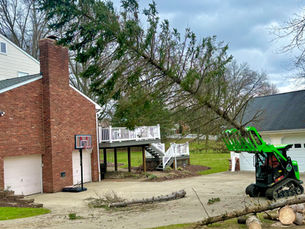 tree trimming, tree pruning, tree removal, stump grinding, brinko, tree service