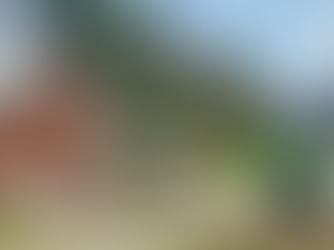 tree trimming, tree pruning, tree removal, stump grinding, brinko, tree service