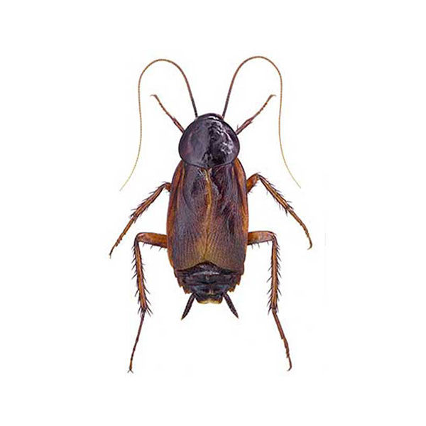 oriental-cockroach.jpg