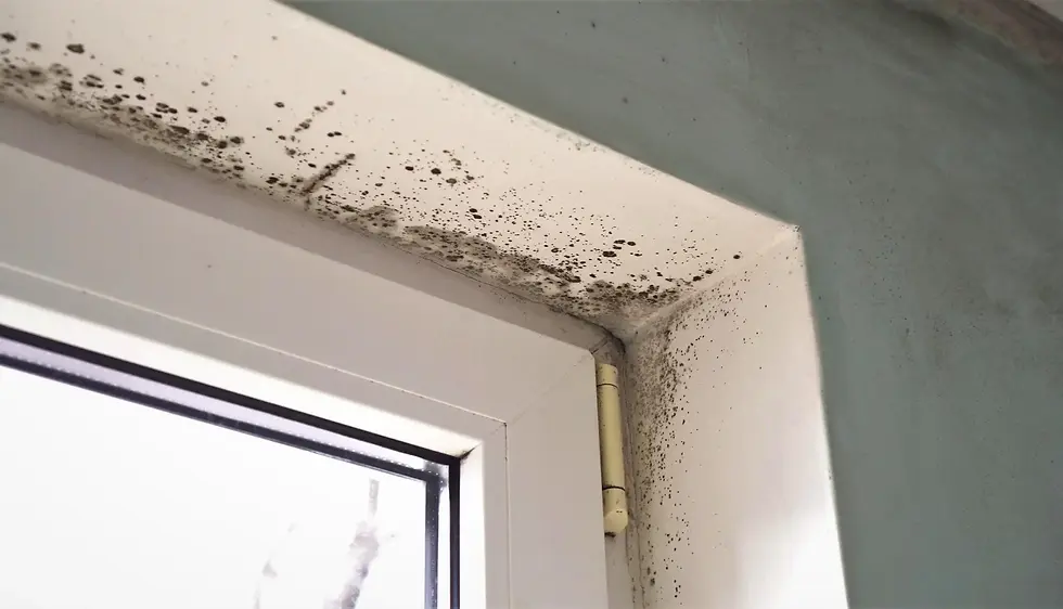 The Connection Between Poor Ventilation and Mold Growth