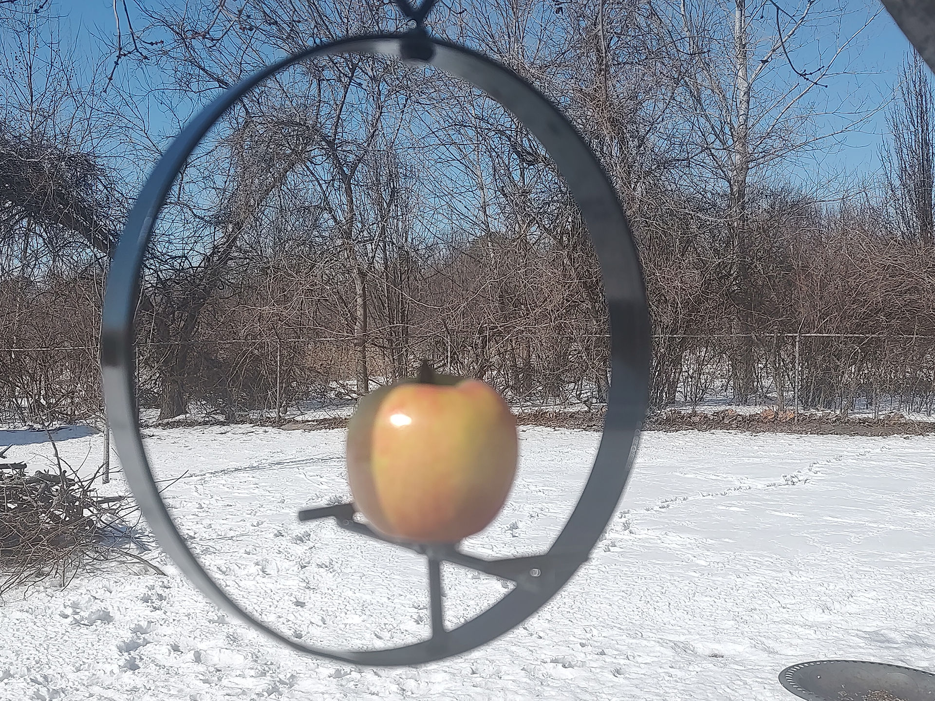 Fruit Feeder with apple attached to center spike