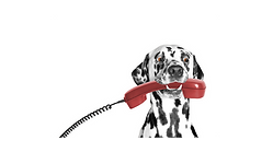 Copy of The Beastro (7).png