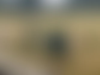 The Science Behind Animal-Assisted Therapy: 