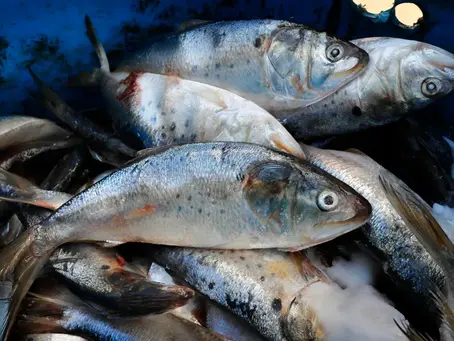 General Assembly bill could help end debate of whether menhaden are overfished in the Chesapeake Bay