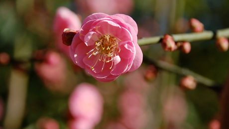 flower bud on cherry tree