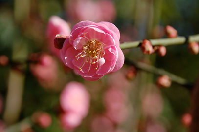 flower bud on cherry tree