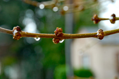 water drops on a branch