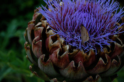 artichoke in bloom
