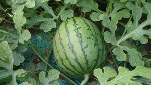 三浦の畑でスイカ収穫体験会