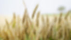 wheat-1556700_edited.jpg