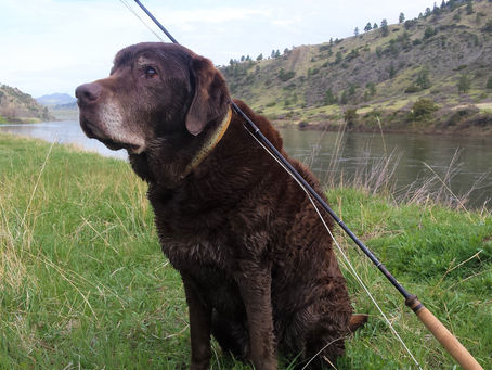 Quick Review: RB Meiser Trout Spey