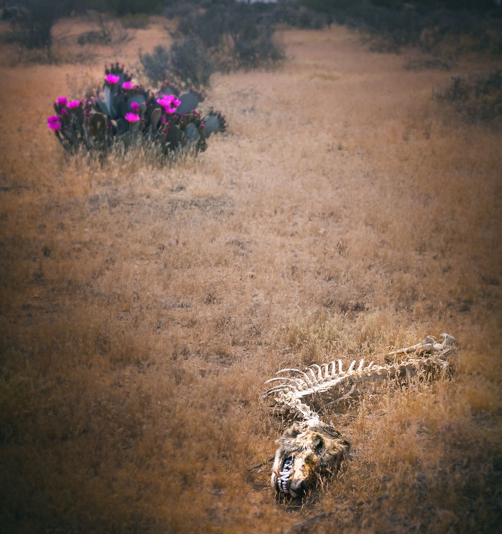 coyote_skull.jpg