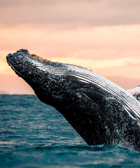 Ballena vallarta.jpg