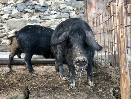 Auf in Runde 3: Alpenschweine als effektive Farnbekämpfer