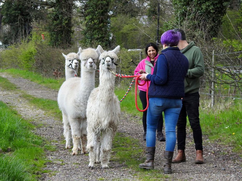 Alpaca Trek - 11am