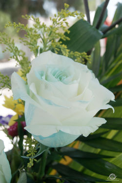 Flores