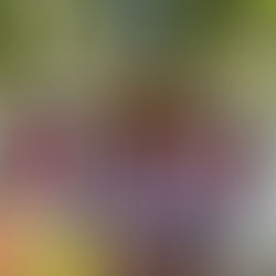 Windlesham Summer Special 2023