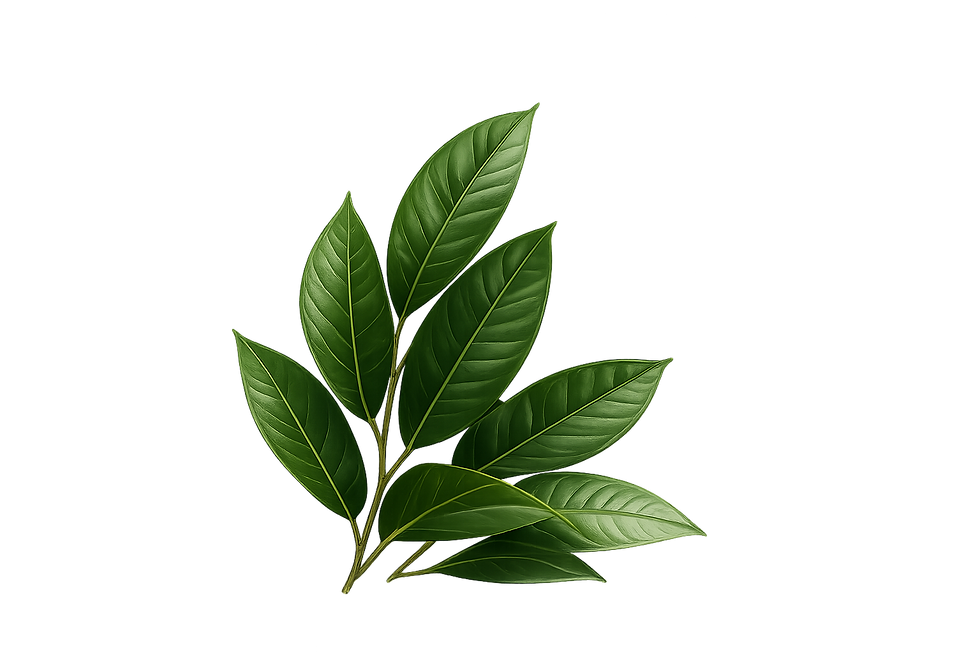 2D5C5697-2DCC-4908-8B44-707E8666DAE3.png