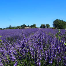 La Lavande de Grambois