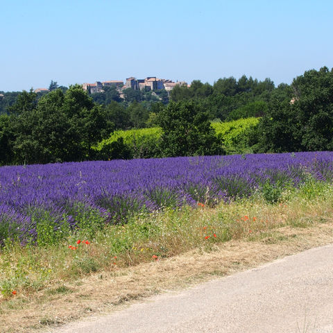 La Lavande et les Vignes