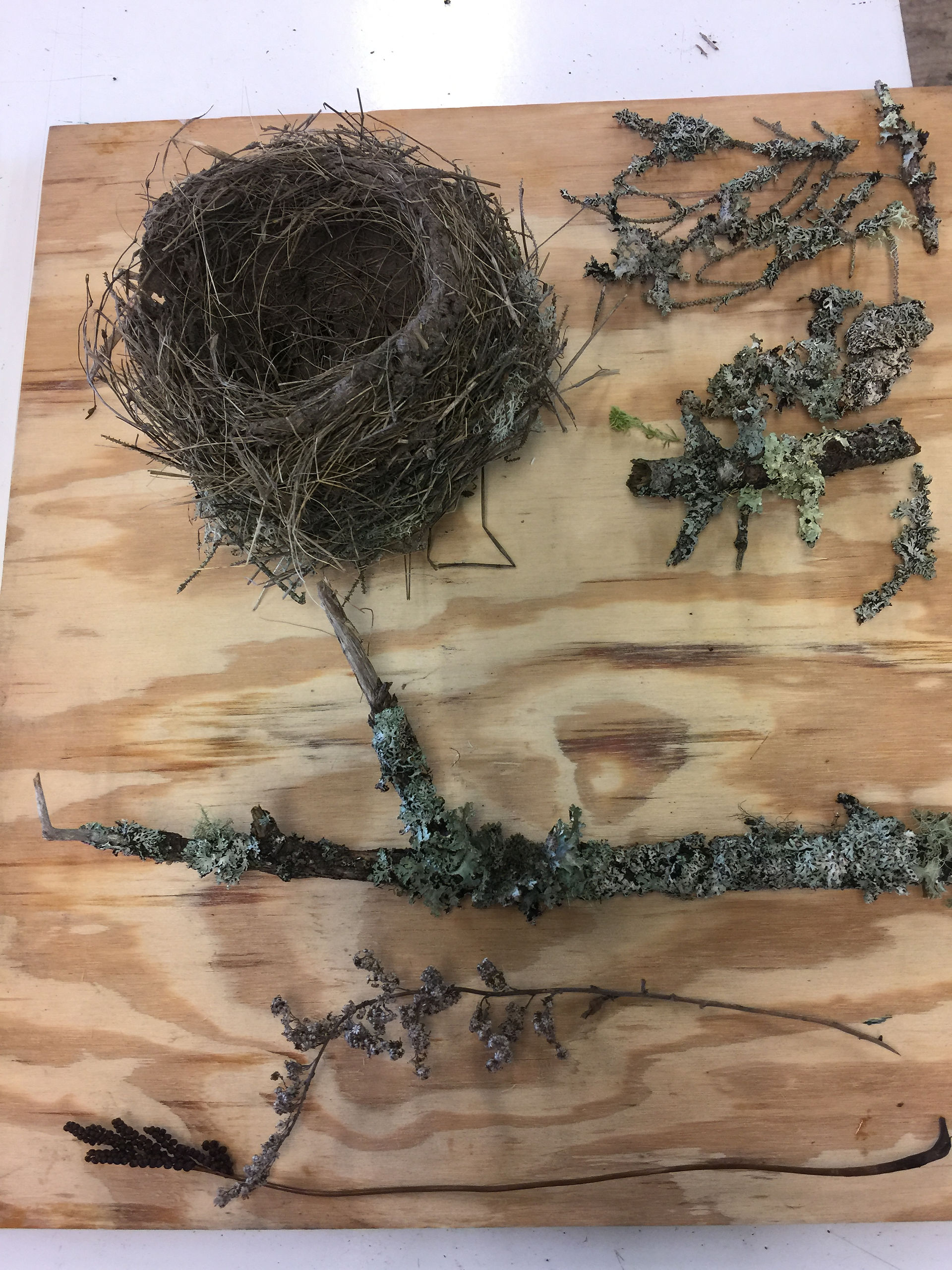 Foraged specimens