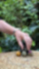 Miniatura: Blooming Tea