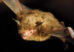 Indiana Bat
