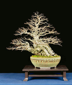 LONGWOOD GARDENS 116068 copy 2