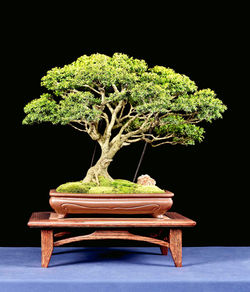 ROGERS 216242 copy 2