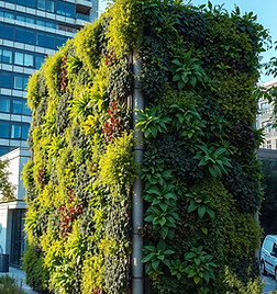 Vegetative wall in a urban setting using