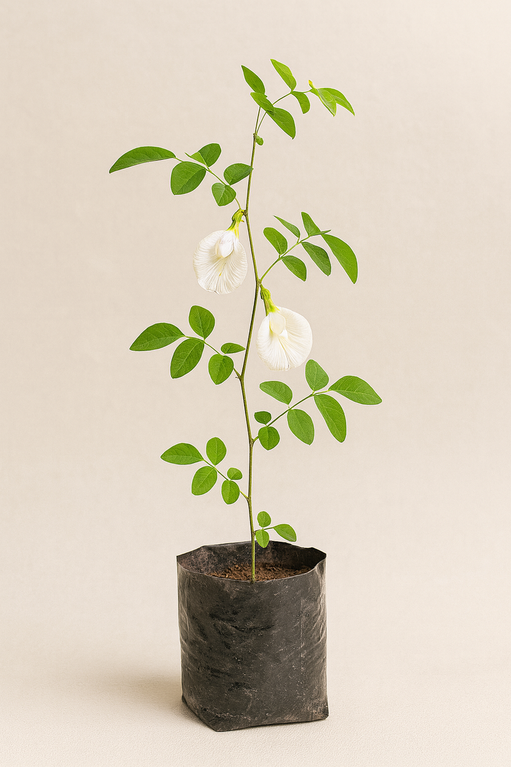 Aparajita- White Flower