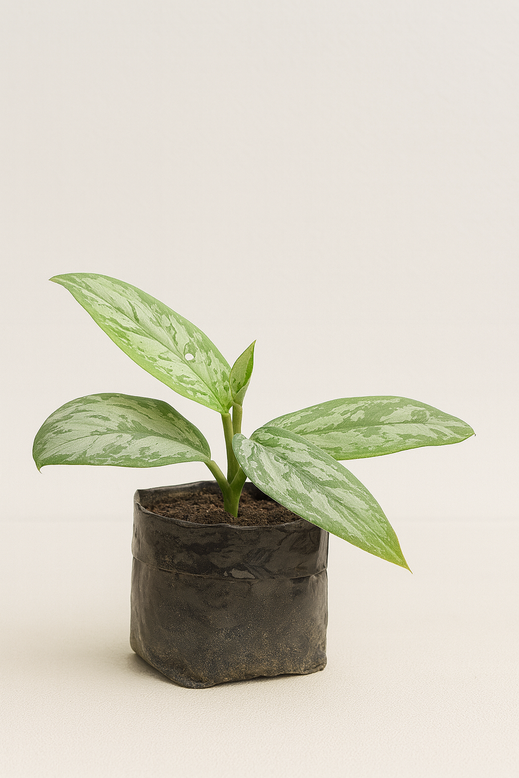 Silver Pothos