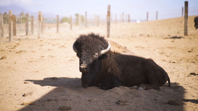 CLEEBRITY RANCH REEL.00_00_15_20.Still005.jpg