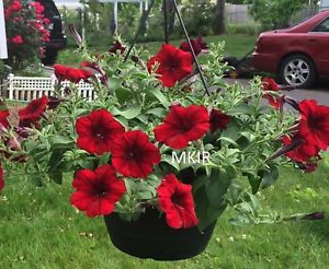 Wave Petunia (basket) - Red