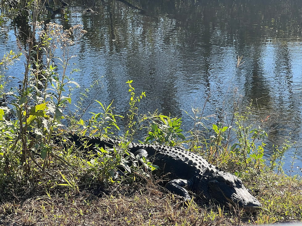 Alligator on the side of the road