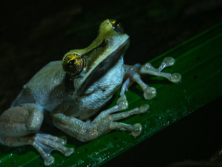 H : Appareil pour photo animalière